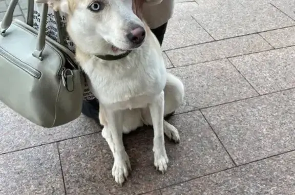 Найдена собака, Раменское, фото: Собака найдена в Раменском, ул. Мира