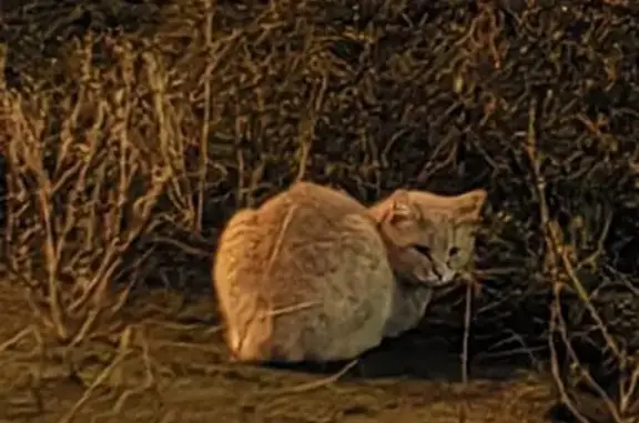 Найдена кошка, Немчиновка, фото: Кошка найдена: ул. Связистов, 2, Немчиновка