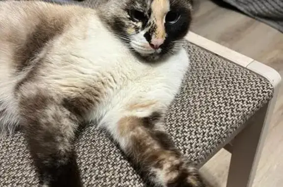 Пропала кошка, ул. Луначарского 30