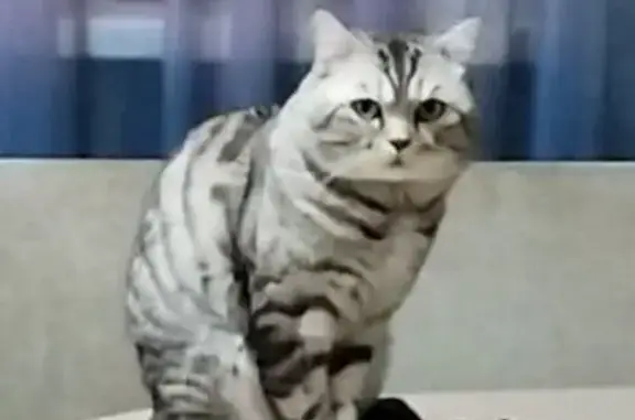 Пропала кошка, Терновское, Саратовская обл.