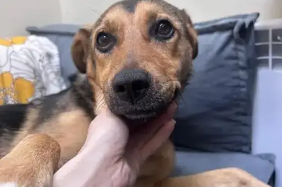 Найдена собака, Московская область, фото: Трехцветная собака найдена в Московской области