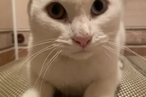 Найдена кошка, Саратов, фото: Кошка найдена, Тульская ул., Саратов