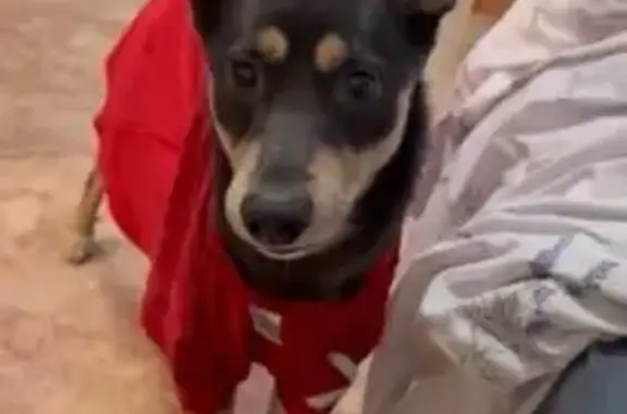 Собаки потеряшки, Зеленодольск, фото: Потеряшка собака, ул. Рогачёва, Зеленодольск