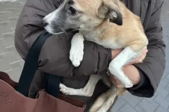 Найдена собака, Самара, фото: Найдена собака, Комсомольская пл. 1, Самара