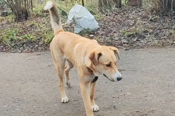 Найдена собака, Дзержинск, фото: Собака найдена: Восточное шоссе, Дзержинск