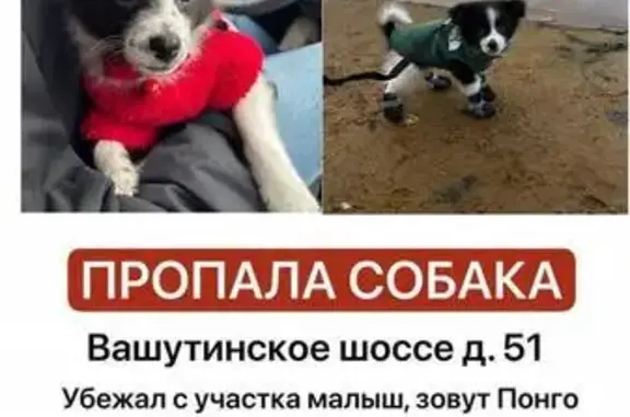 Собаки потеряшки, Химки, фото: Потеряшка собака, Химки, 51