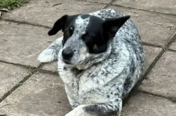 Пропала собака, Пионерский пер. 10, Переславль