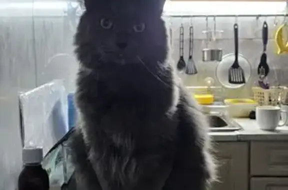 Пропал кот Серега, ул. Новое плато, 20