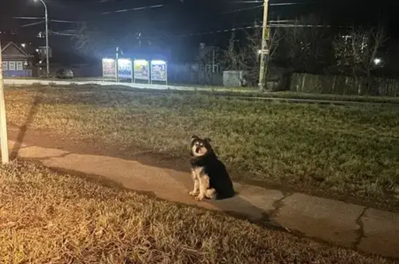 Найдена собака, , фото: Собака найдена: ул. Челюскина, 113Т, Ижевск