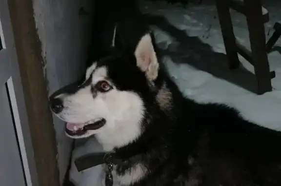 Пропала хаски, Надеждинка, Мордовия