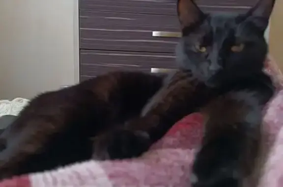 Кошки потеряшки, , фото: Потеряшка кошка, Степана Разина 10, Тольятти