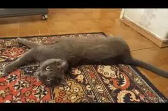 Пропала кошка, Богучар, Воронежская обл.