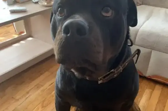 Собаки потеряшки, Возрождение, фото: Потеряшка собака, ул. Дзержинского, 15