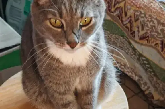 Пропала кошка, Большая Тульская 56