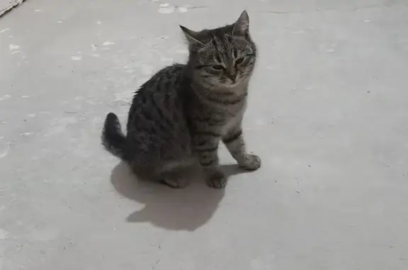 Объявления о пропавших и найденных животных, Кагальник, фото: Кошка найдена в парке, Пролетарская 52Г/1