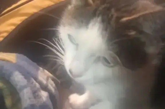 Найденные животные Петрозаводск, фото: Найдена кошка на Виданской, 22, Петрозаводск