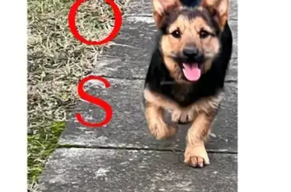 Найдена собака, Барановичи, фото: Собака найдена: ул. Тельмана, 85А, Барановичи