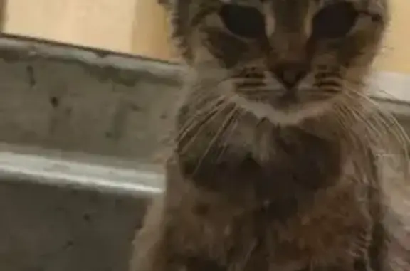 Найдена кошка, Заславль, фото: Кошка найдена: ул. Кирова, 17, Заславль