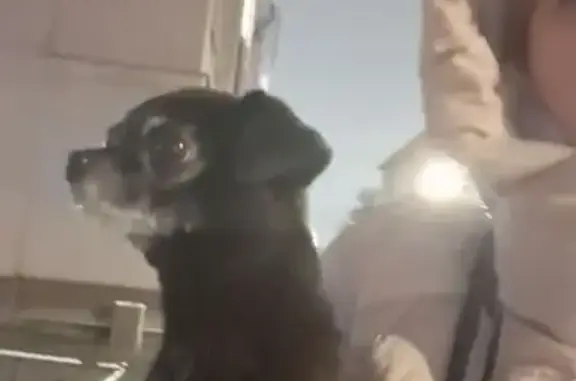 Найдена собака, Санкт-Петербург, фото: Собака найдена: ул. Михайлова, 12В, СПб