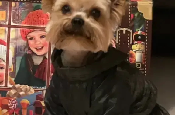 Собаки потеряшки, Краснодар, фото: Потеряшка собака, Кировский пер., Краснодар