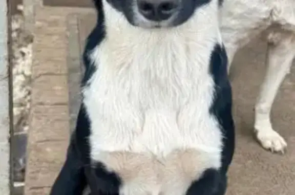 Собаки потеряшки, Москва, фото: Потеряшка собака, проспект Буденного, 25