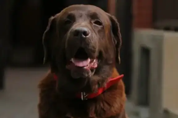 Собаки потеряшки, Ростов-на-Дону, фото: Потеряшка собака, Горсоветская, Ростов-на-Дону