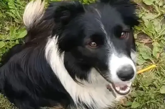 Собаки потеряшки, Коняшино, фото: Потеряшка собака, Коняшино, Центр. ул.