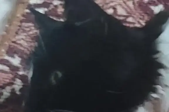 Пропала кошка, Курган, Курганская обл.