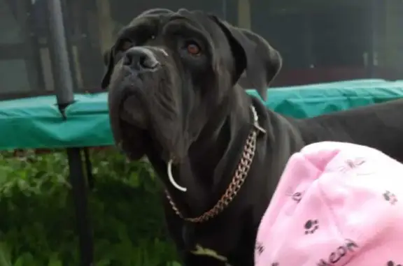 Пропала собака, Московская ул., Калуга