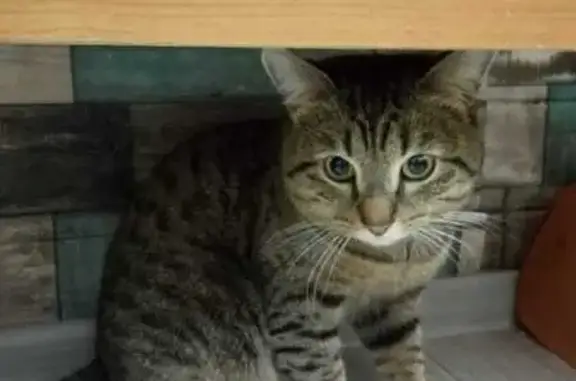 Найдена кошка, Уфа, фото: Кот найден на Рыльского, 5, Уфа