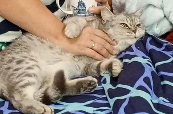 Пропала кошка, Тула, ул. Н. Студенка, 29