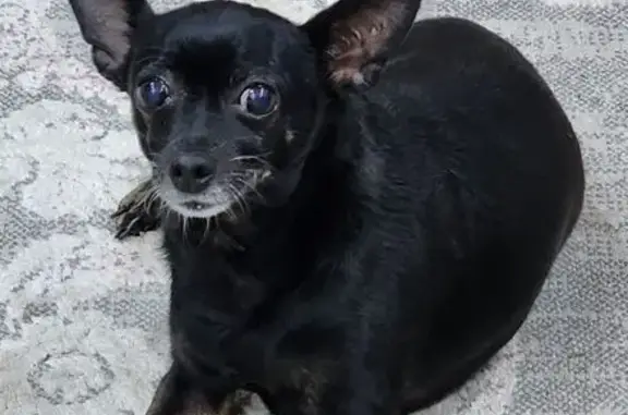 Собаки потеряшки, Изобильный, фото: Потеряшка собака, Лопатина 52А, Изобильный