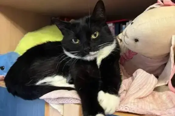 Кошки потеряшки, Рыбинск, фото: Потеряшка кошка, Малиновская 56, Рыбинск