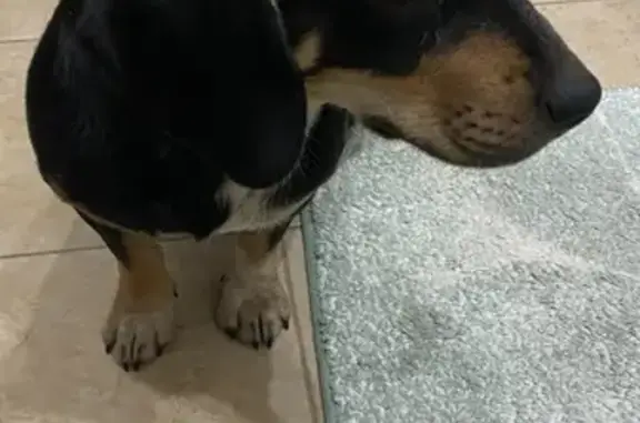 Найдена собака, Краснодар, фото: Собака найдена, Войсковая ул., 4 к3, Краснодар