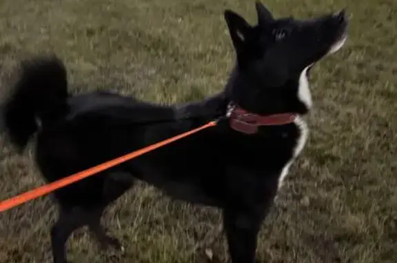 Найдена собака, Пермь, фото: Пропала собака, ш. Космонавтов 162Б, Пермь