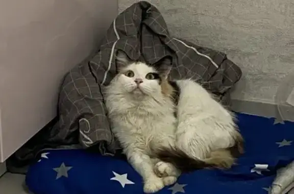 Найдена ласковая кошка, Черского 3, Москва