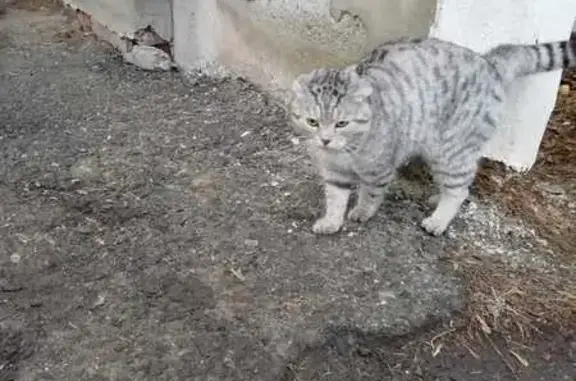 Найдена кошка, Троицкий, фото: Кошка найдена: ул. Комарова, 33, Троицкий