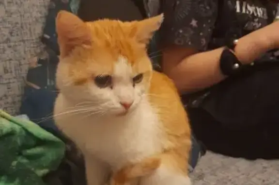 Найдена кошка, Санкт-Петербург, фото: Кошка найдена: СПб, рыжая, белые лапы