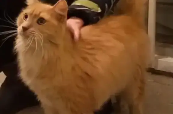 Найдена кошка, Киров, фото: Рыжий кот найден у Пятницкой, 26 в Кирове