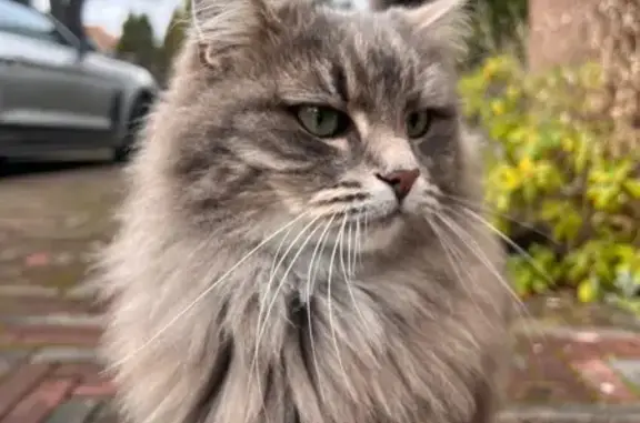 Найдена кошка, , фото: Красивая кошка найдена, Балтийская 12