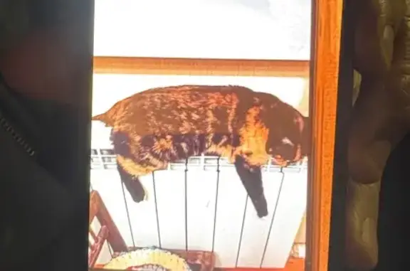 Пропала кошка, ул. Матросова, 13, Владимир