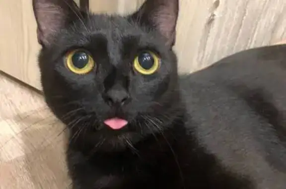 Пропала кошка, Стартовая ул, 3, Чебоксары