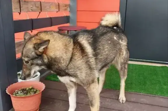 Найдена собака, , фото: Найдена собака, Редькино, Борский район