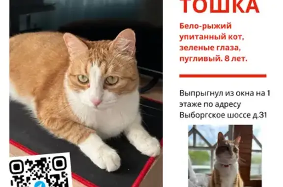 Пропал рыже-белый кот, Выборгское ш., 31