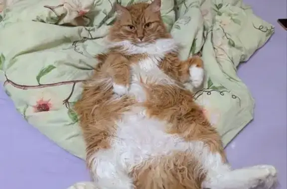 Пропала кошка, Чоботовская ул, вл 1, Мск