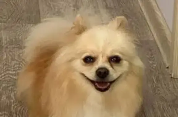 Пропала собака, ул. Пузакова, Тула