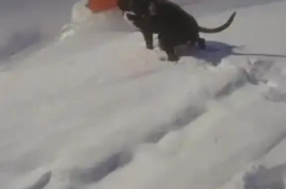 Найдена собака, Магадан, фото: Собака на стройке, ул. Защитников Донбасса