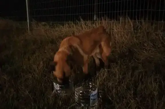 Найдена собака, Красносельское, фото: Найдена рыжая собака, «Дон», Красносельское