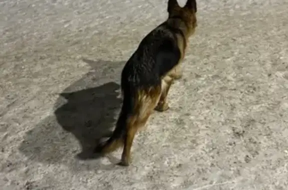 Найдена собака, , фото: Собака найдена в Чите, Забайкалье