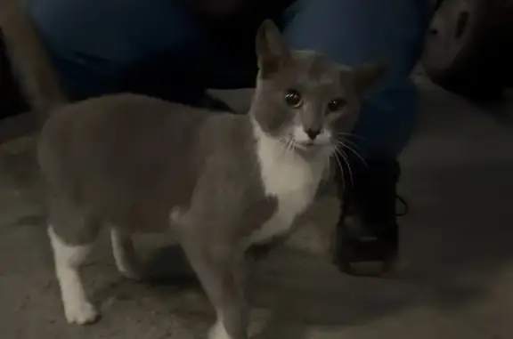 Найдена кошка, Барнаул, фото: Кошка найдена у ЖК Аквамарин, Барнаул